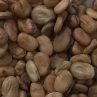 بذرباقلا زودرس هیستال|عمده‌فروشی|خان ببین, |دیوار