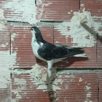 صید|پرنده|بجنورد, |دیوار