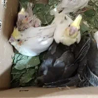 سلام یک عدد پرند دستی دستی هست
