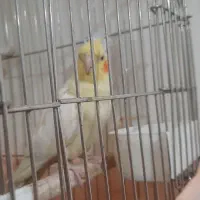 عروس هلندی|پرنده|تهران, وحیدیه|دیوار