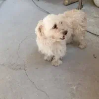 سگ پا کوتاه (پاپی)