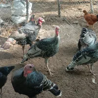 بوقلمون جوان|پرنده|گرگان, |دیوار