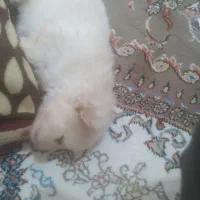 توله سگ پامرین خرسی|سگ|کرمانشاه, |دیوار