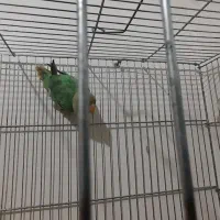 طوطی برزیلی|پرنده|مسجد سلیمان, |دیوار