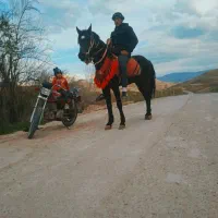 اسب نریان یورقه سرعت بالا