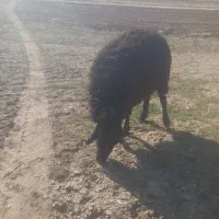 قوچ حترو با شناس نامه