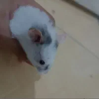 همستر|موش و خرگوش|محمدیه-قزوین, |دیوار