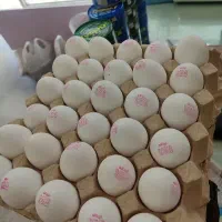 تخم مرغ تازه