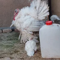 مرغ وخروس جوجه مرغ بوقلمون وبلدرچین