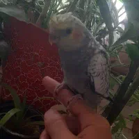 فروش سه عدد عروس هلندی کاملادستی