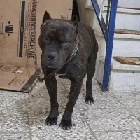 پیت بول|سگ|رشت, شهرک صبا|دیوار