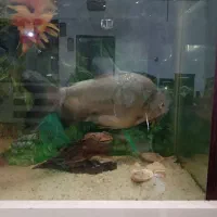 ماهی گوشتخوار درشت