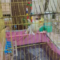 عروس هلندی|پرنده|اهواز, کوی رمضان|دیوار