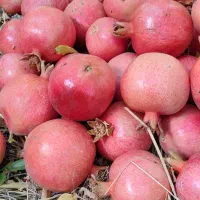 فروش انار کوهنانی