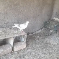 کفتر