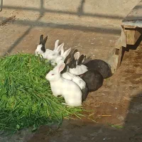 خرگوش سفید چشم شرابی