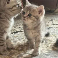 گربه نژاد دار بیرتیش و اسکاتیش