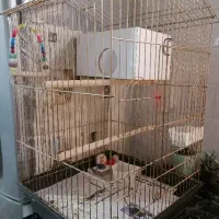 قفس پرنده با وسایل کامل