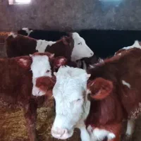 گوساله سمینتال|حیوانات مزرعه|دهگلان, |دیوار