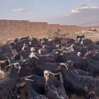 فروش گوسفند