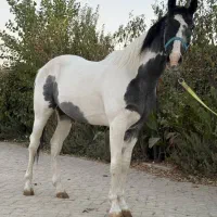 اسب یکسر خارجی به رنگ  ابلق