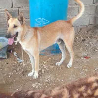 سگ نژاد دار