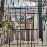 فروش مرغ عشق بالغ|پرنده|کازرون, |دیوار