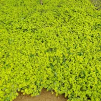 چمن لیزماکیا|گل و گیاه طبیعی|گرمدره, |دیوار