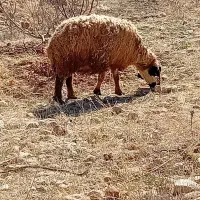میش.بره.|حیوانات مزرعه|شیراز, گویم|دیوار
