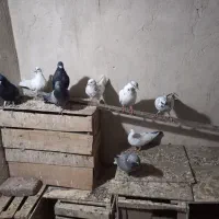۴۰عدد کبوتر پرشی جفتی ۵۰۰