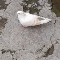 کبوتر پرنده|پرنده|دورود, |دیوار