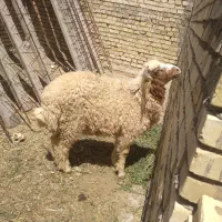 بره نر فروش بالای ۱۵ کیلو گوشت خالص