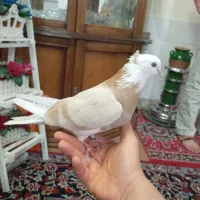 کفتر شازده زردماده  تیر ماهی ونر دم سفید بازی دار