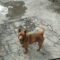 سگ فندی|سگ|نقده, |دیوار