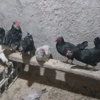 تخم مرغ گلین