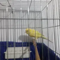 قناری نر  کوتاه بلند خون