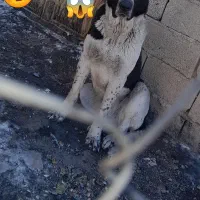 سگ سرابی