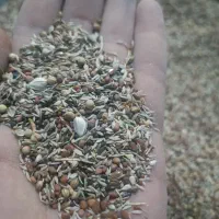 مخلوط قناری درجه یک
