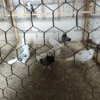 لانه سگ و تعدادی کبوتر|پرنده|رشت, حومه رشت|دیوار