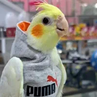 قبول واگذاری عروس هلندی