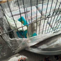 جفت مرغ عشق نیمه دستی|پرنده|ری, جوانمرد قصاب|دیوار