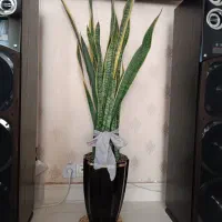 گل سانسوریا مناسب هدیه دادن