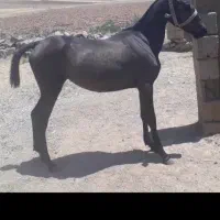 چند راس کره اسب فروشی