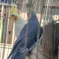 عروس هلندی جفت باتخم