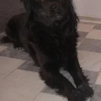 گمشده ۱۵ فروردین تهرانپاس