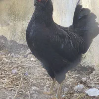 جوجه گلین دو هفته ای و تخم نطفه دار گلین لری اصیل|حیوانات مزرعه|رودبنه, |دیوار