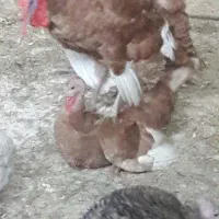 باسلام فروش ۲عددبوقلمون ماده کرچ شده