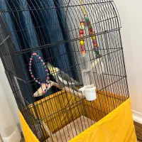 عروس هلندی|پرنده|کیاشهر, |دیوار