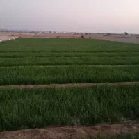 نشا پیاز|خدمات باغبانی و درختکاری|بردخون, |دیوار