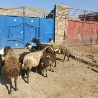 قیمت توافقی|حیوانات مزرعه|کنگاور, |دیوار